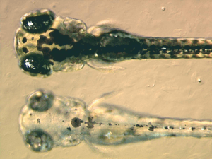 Zebrafish_embryos