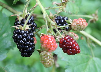 Ripe, ripening, and unripe blackberries. Photo source: https://commons.wikimedia.org/wiki/File:Ripe,_ripening,_and_green_blackberries.jpg
