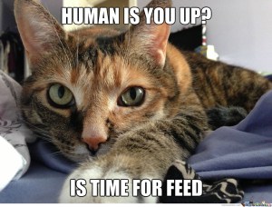 Picture source: http://www.memecenter.com/fun/1898983/cat-alarm-clock