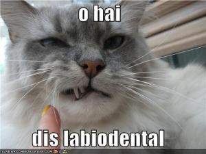 Picture source: http://www2.gsu.edu/~eslsal/phoncon.htm.