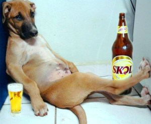 drunk dog