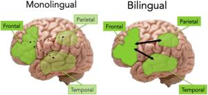 monolingual and bilingual brains