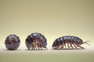 potato-bugs