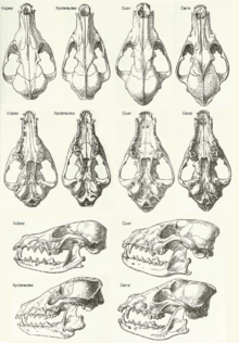 220px-msu_v2p1a_-_vulpes2c_nyctereutes2c_cuon_26_canis_skulls