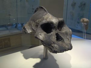 800px-Paranthropus_aethiopicus