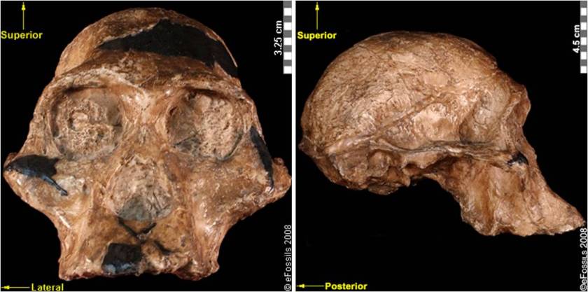 australopithecus-africanus-sts5-together