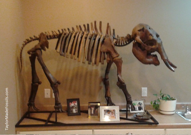 baby_mammoth_skeleton_2011_b_text