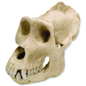 gorilla skull