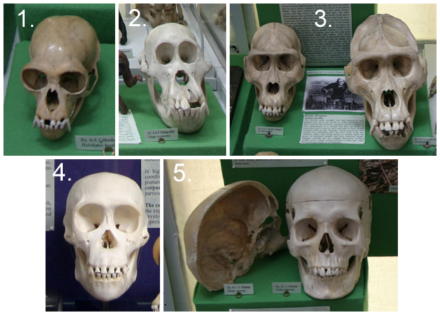HominoidSkulls