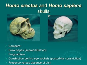 homo erectus and modern human