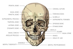 img_anatomy_cranial_01