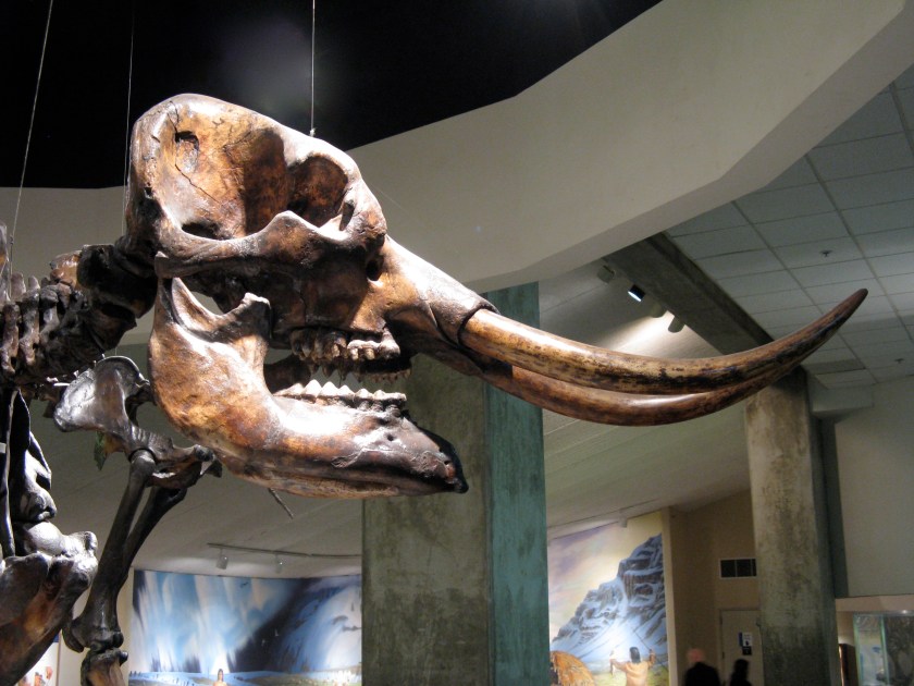 Mastodon skull