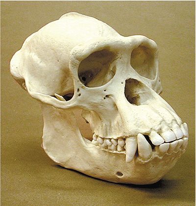 pan troglodytes skull