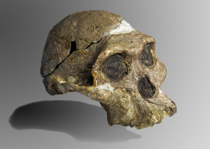 australopithecus skull Mrs_Ples.jpg