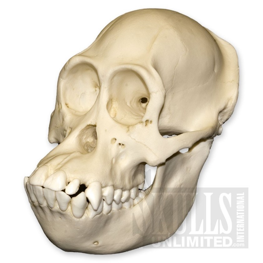 bornean orangutan variants_large_3886