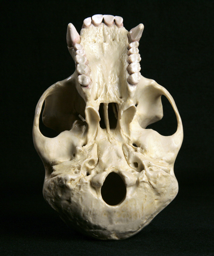 Hominid_Skull-Chimpanzee_bottom-900