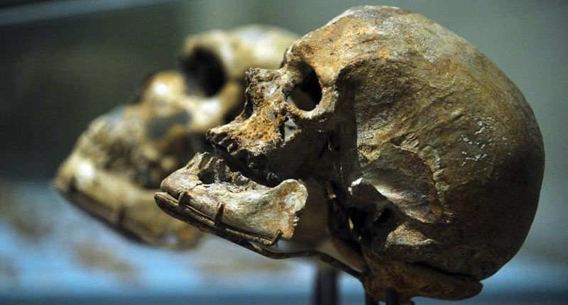 human and neanderthal Skulls-800x430