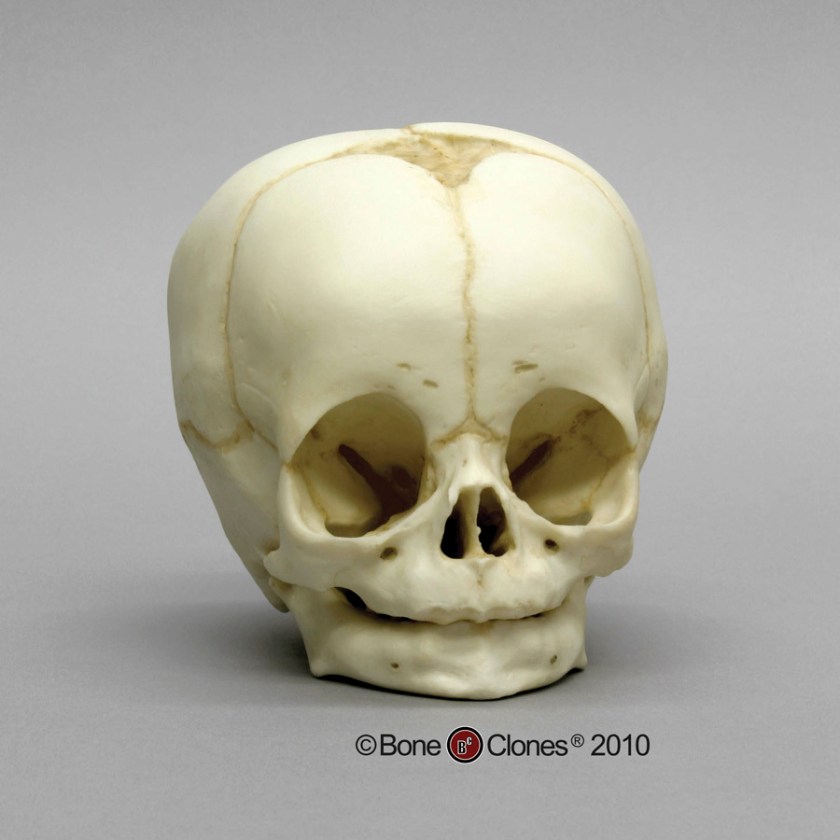 human infant skull replica product-754-main-original-1415040576