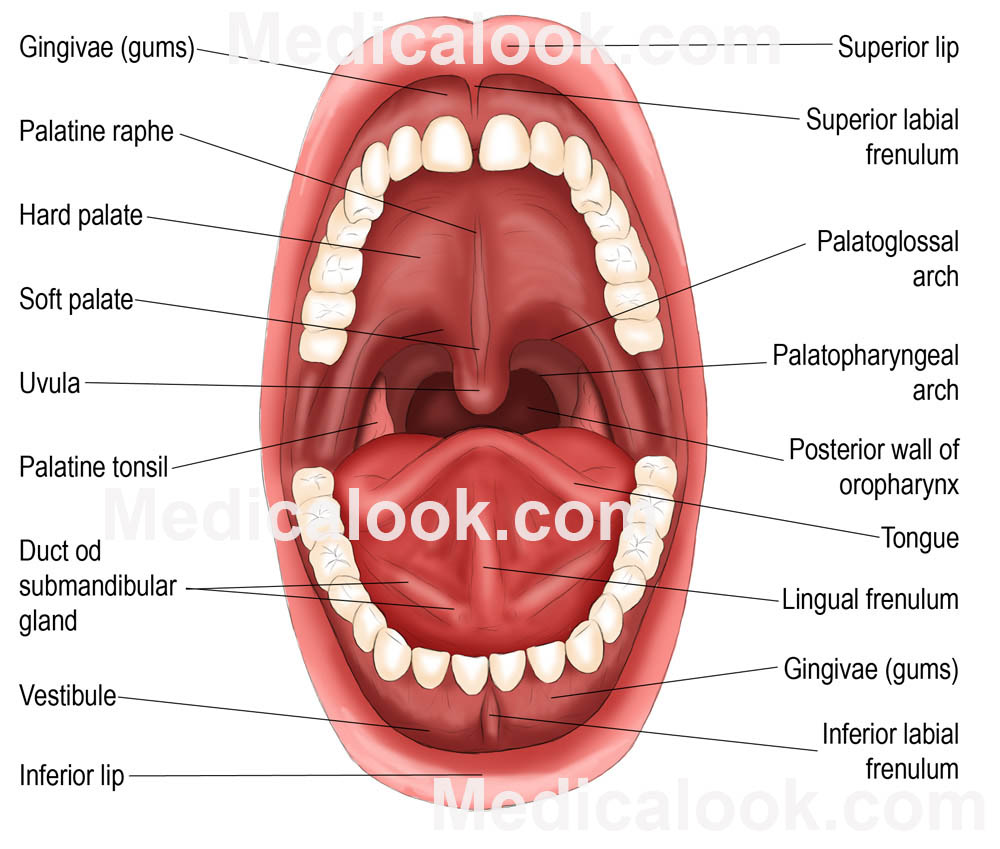 Mouthing off: English denominal verbs that come from mouth&nbsp;parts