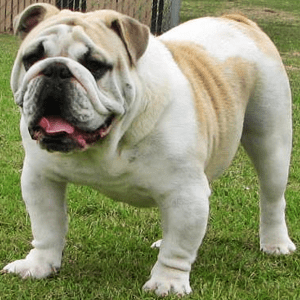 bulldog-bennetts_thumb