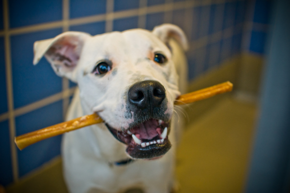 bully-sticks-in-dog-mouth-580x385