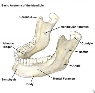 mandible-basic-20087tn