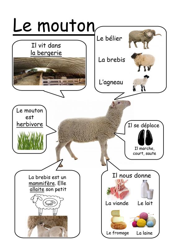 mouton-4dcd26dce04c746ec097f0044d0f047e