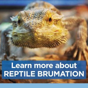 learn more about brumation 6c505dfd5f0942f62981d4f820f09207