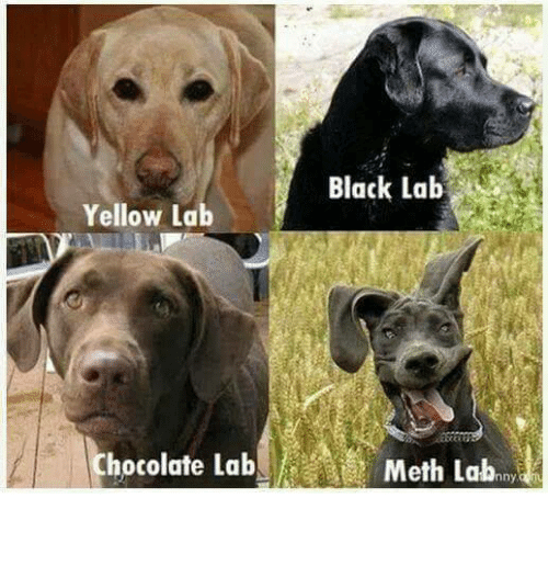 black-lab-yellow-lab-chocolate-lab-meth-lab-nny-e299a4e299a4e299a4e299a4e299a4-12613532