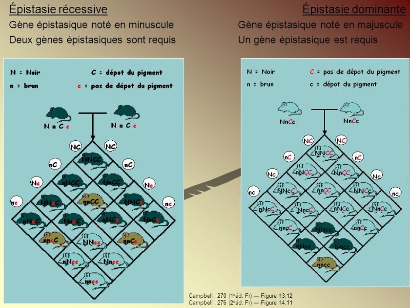 c389pistasierc3a9cessivec389pistasiedominante