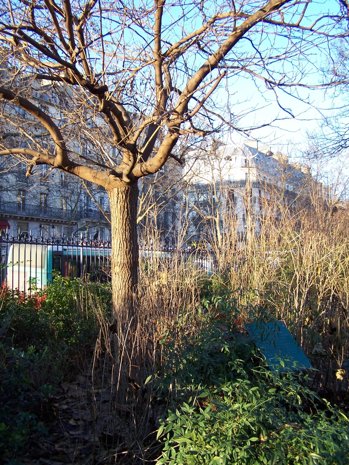 Here we go ’round the mulberry&nbsp;bush