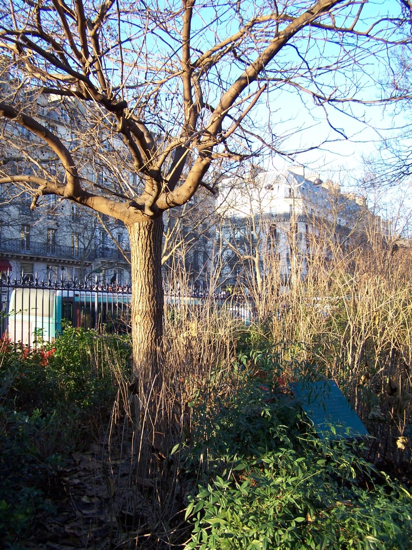 murier_c2ab_laissons-les_grandir_ici_c2bb