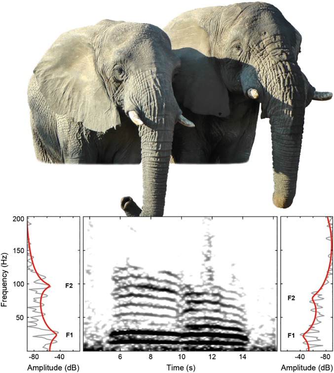 Sexual dimorphism in elephant&nbsp;rumbles