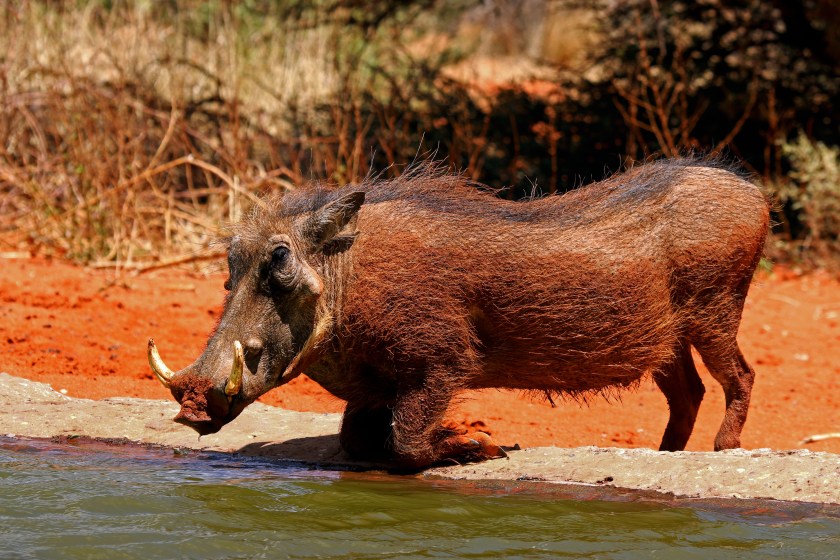 Southern_warthog_(Phacochoerus_africanus_sundevallii)_male