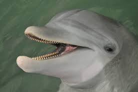 dolphin-teeth