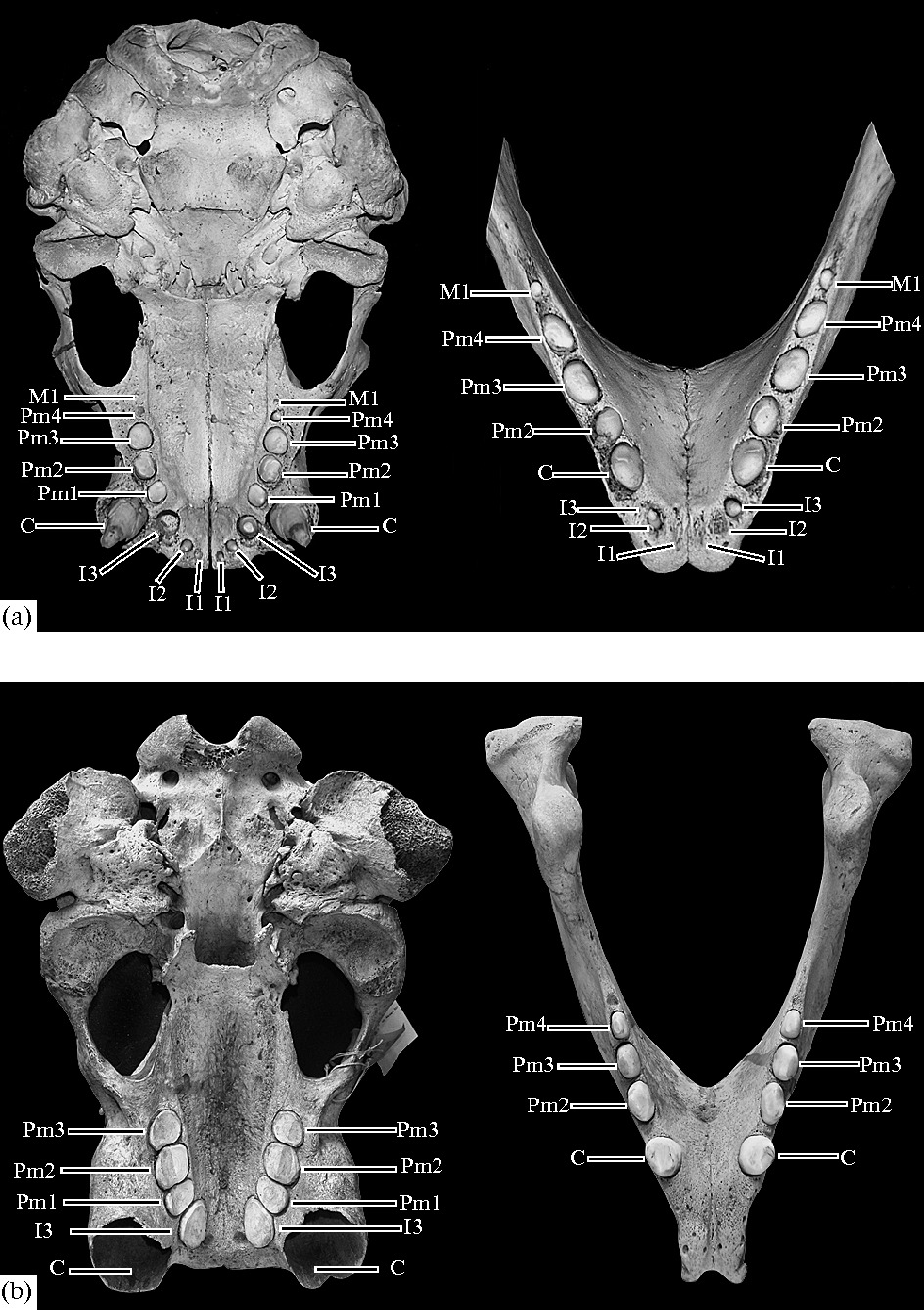 I am the walrus, Part&nbsp;I