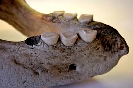 walrus-mandible