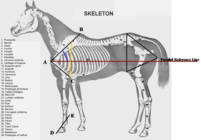 horse skeleton
