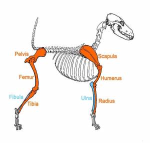 ResizedImage300286-Skeleton-Leg-Bones