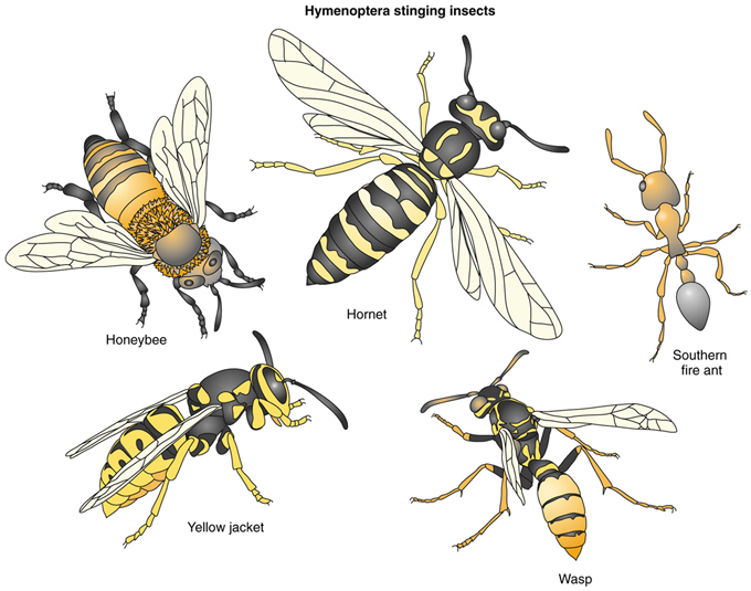 do wasps like cigarette smoke Covered with baking-soda-and-water paste – Zipf's Law