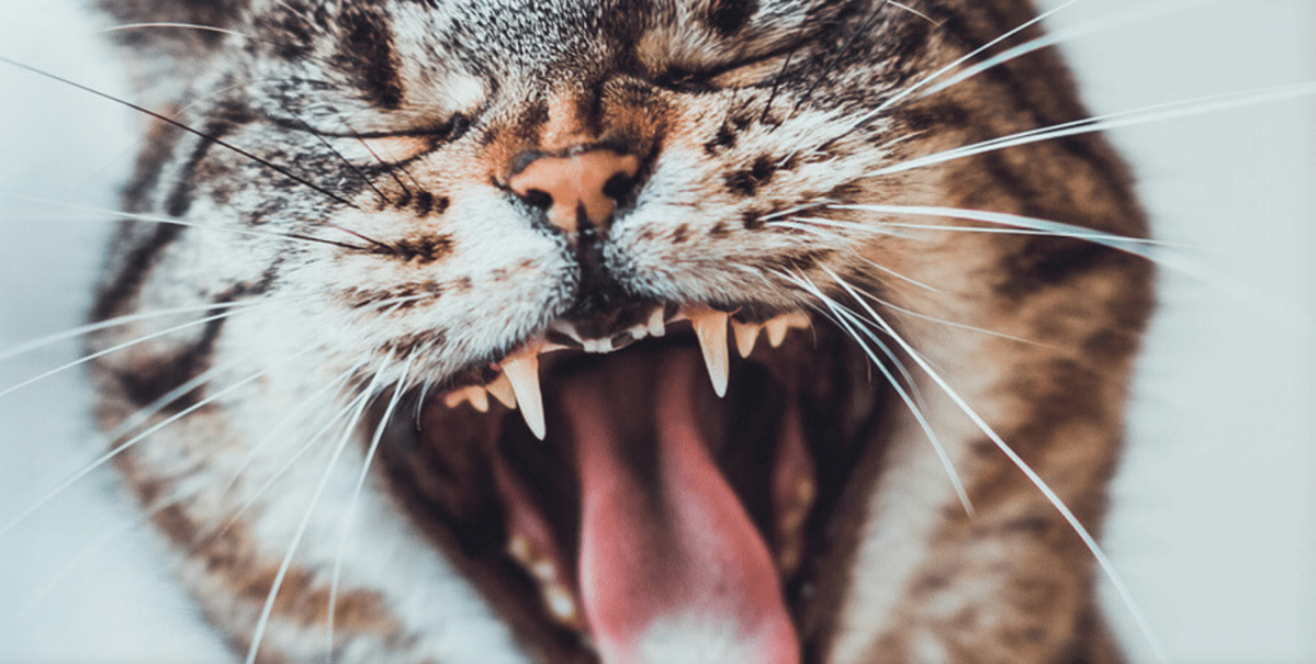 Ukraine Notebook: What medications to bring when you&nbsp;volunteer